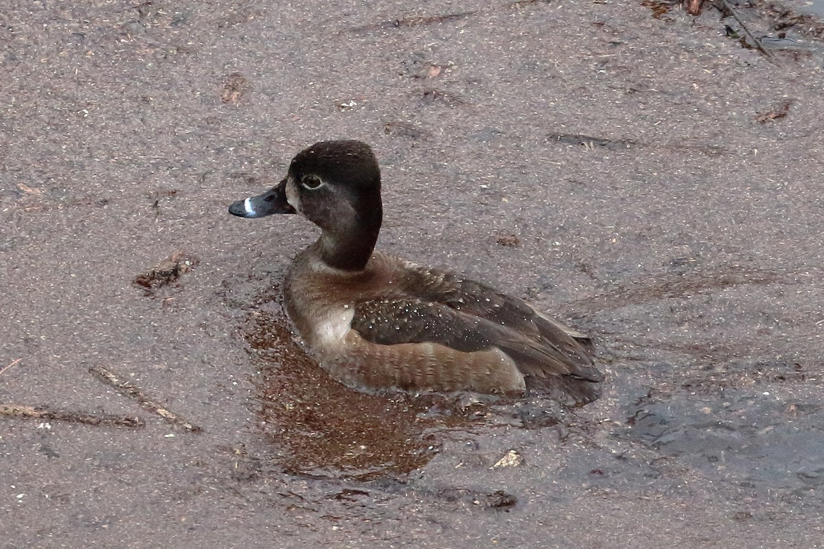 Ring-necked Duck - ML545776001