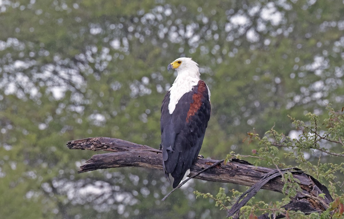 African Fish-Eagle - ML545776171