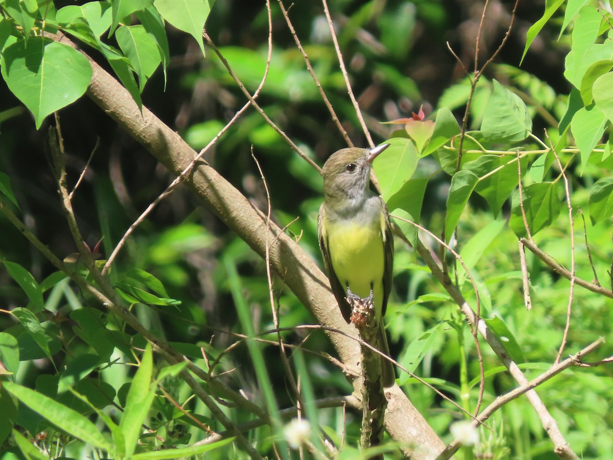 Great Crested Flycatcher - ML545779541
