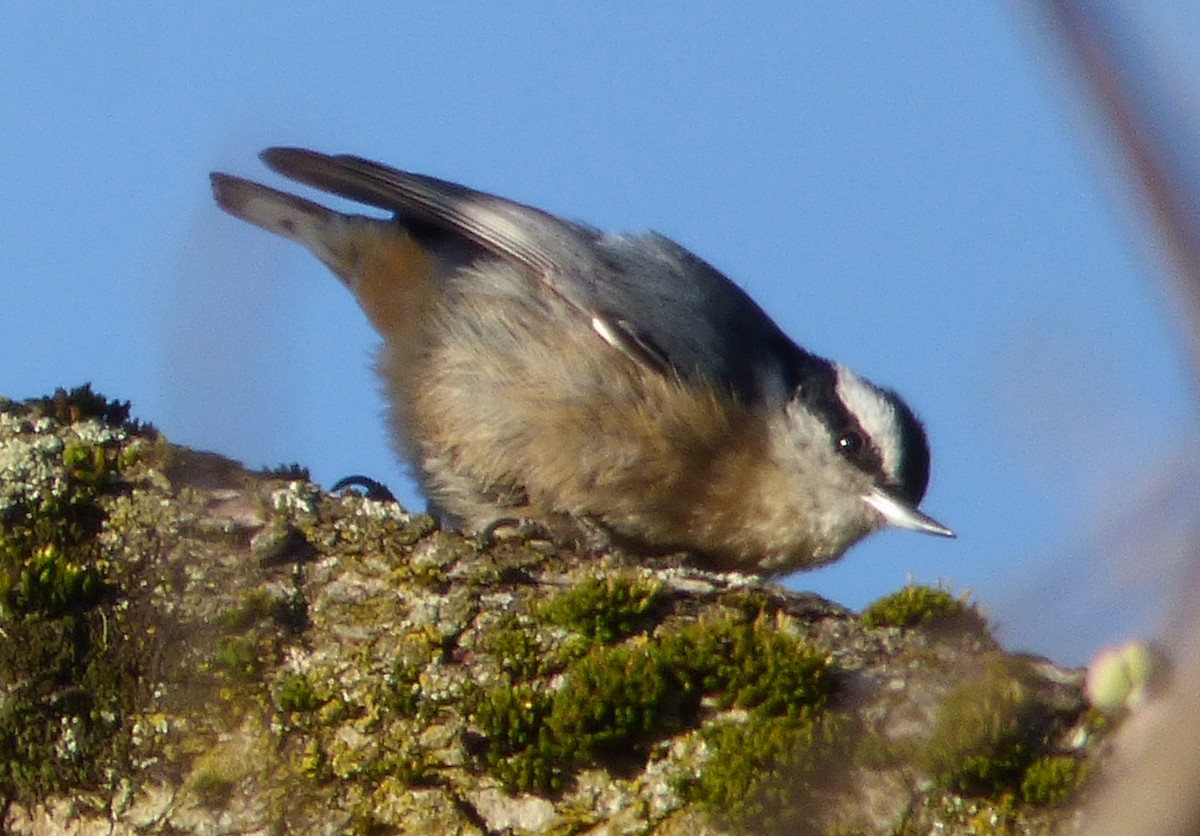 Red-breasted Nuthatch - Mary  McMahon