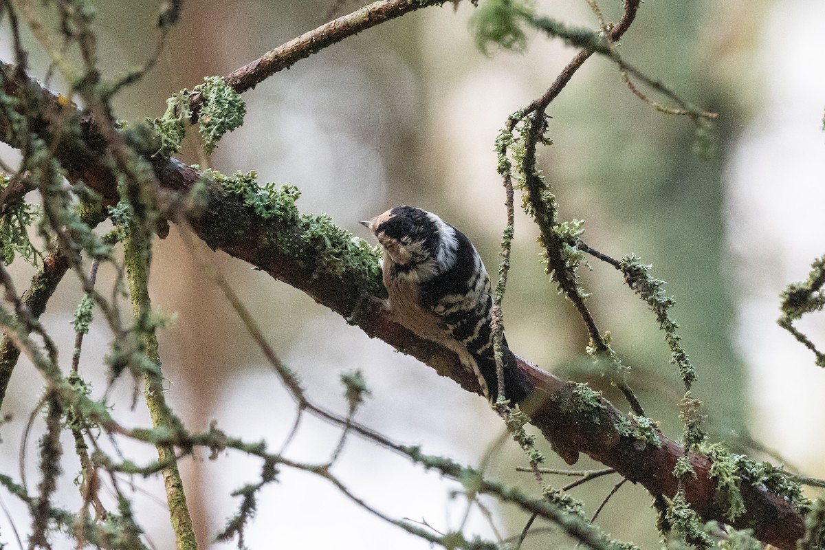 Lesser Spotted Woodpecker - ML545786971