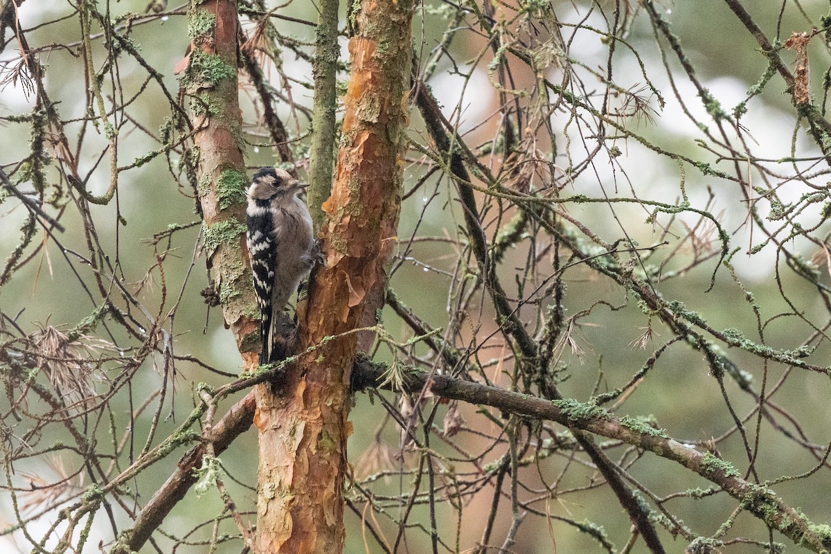 Lesser Spotted Woodpecker - ML545786981