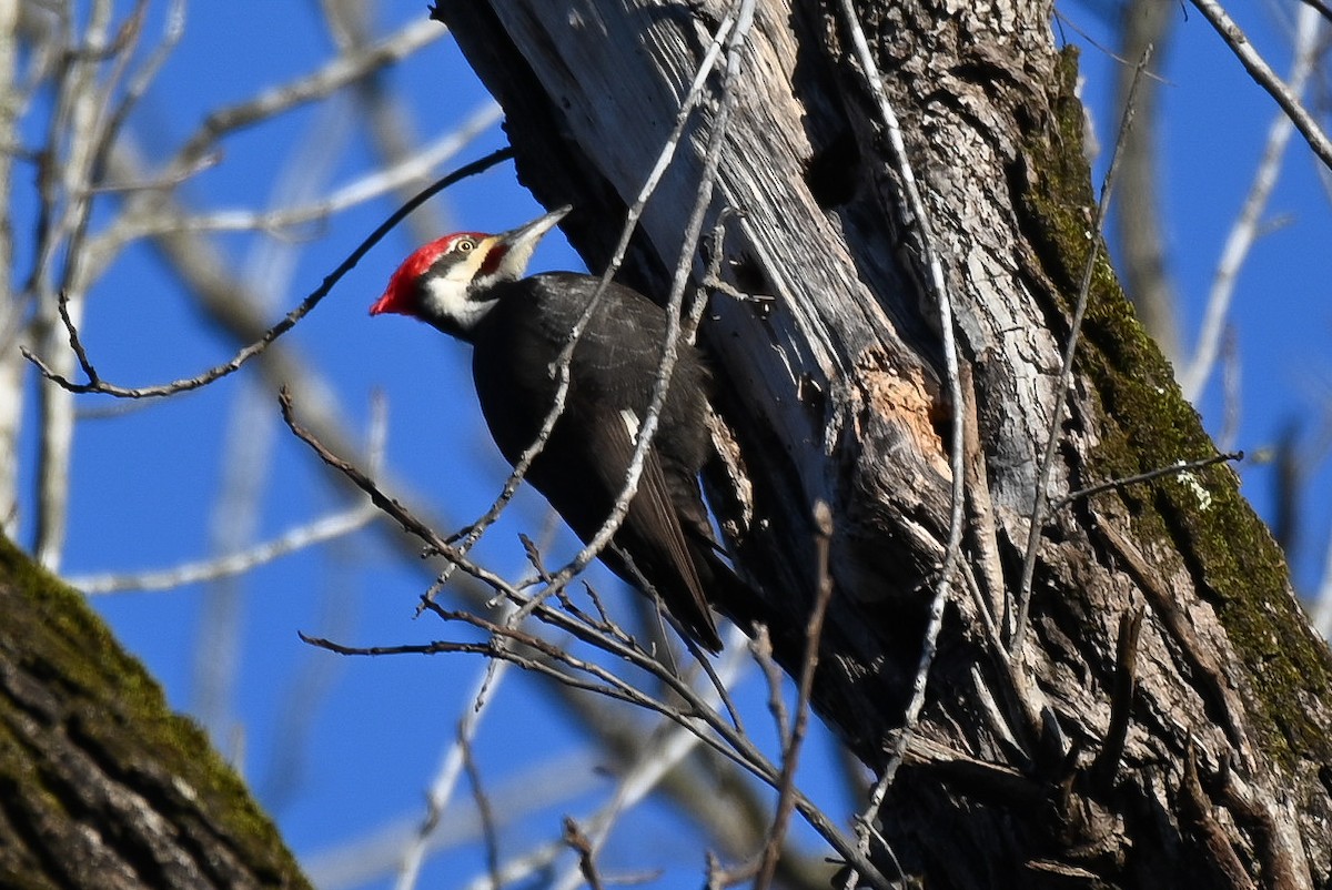 Pileated Woodpecker - ML545794951
