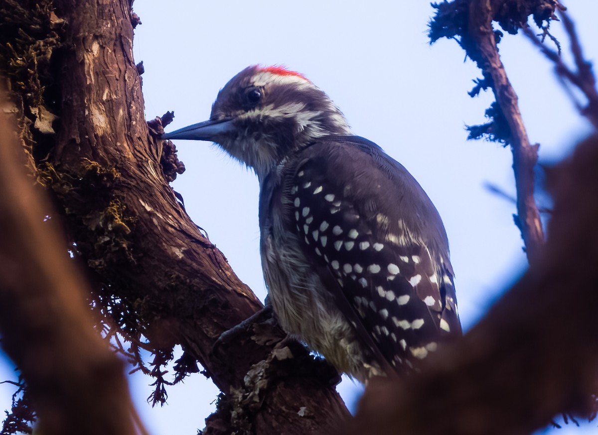 Brown-backed Woodpecker - ML545796511