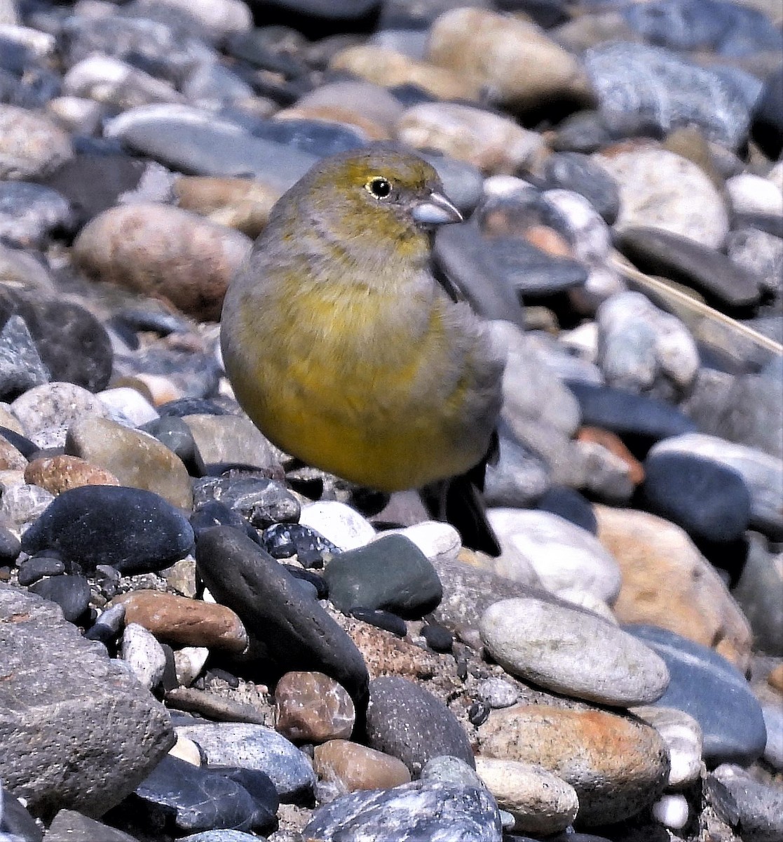Patagonian Yellow-Finch - Hugo Hulsberg