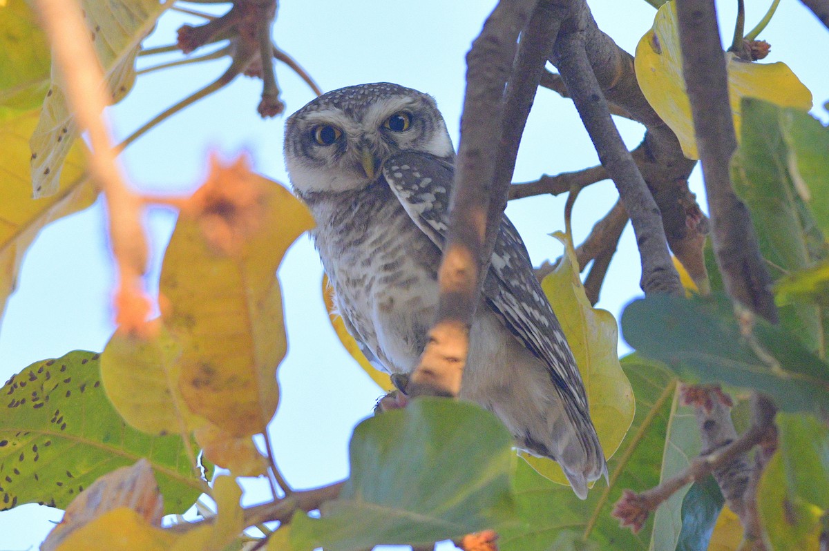 Spotted Owlet - ML545803071