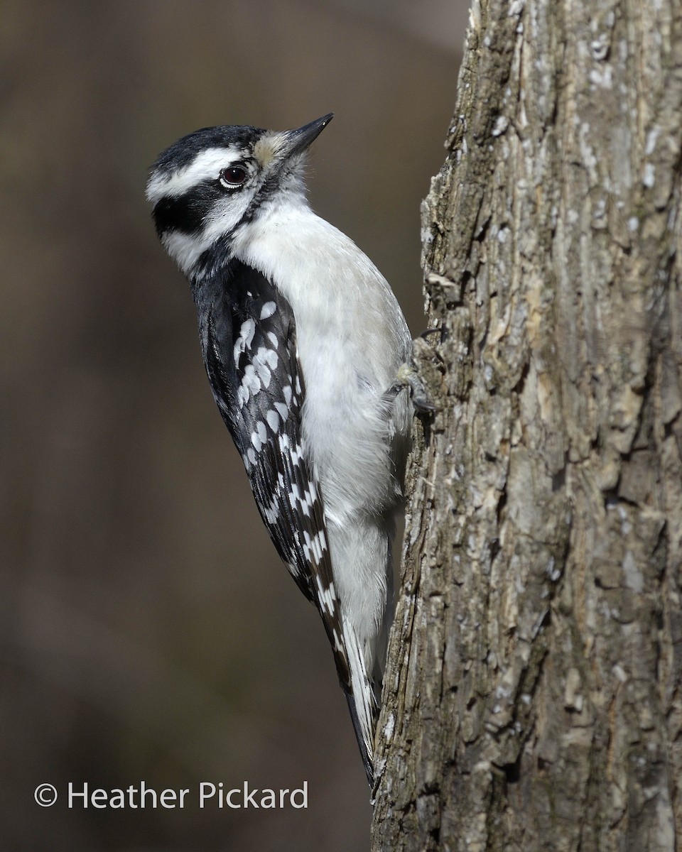Downy Woodpecker (Eastern) - ML54580611