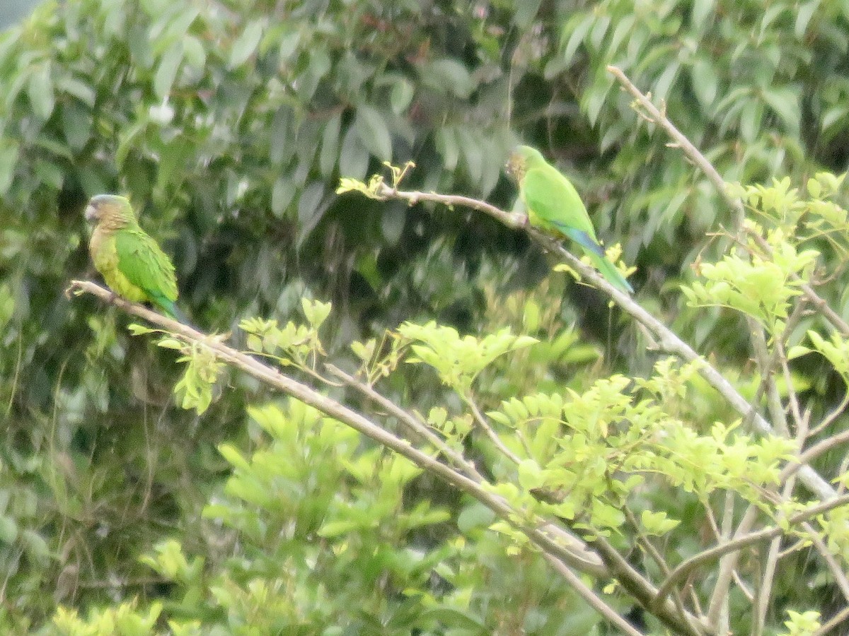 Brown-throated Parakeet (Brown-throated) - ML545806491
