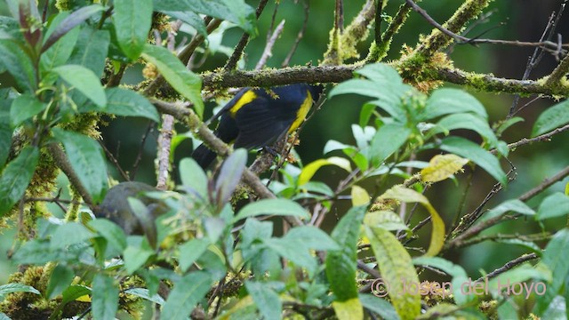 Black-and-yellow Silky-flycatcher - ML545807601