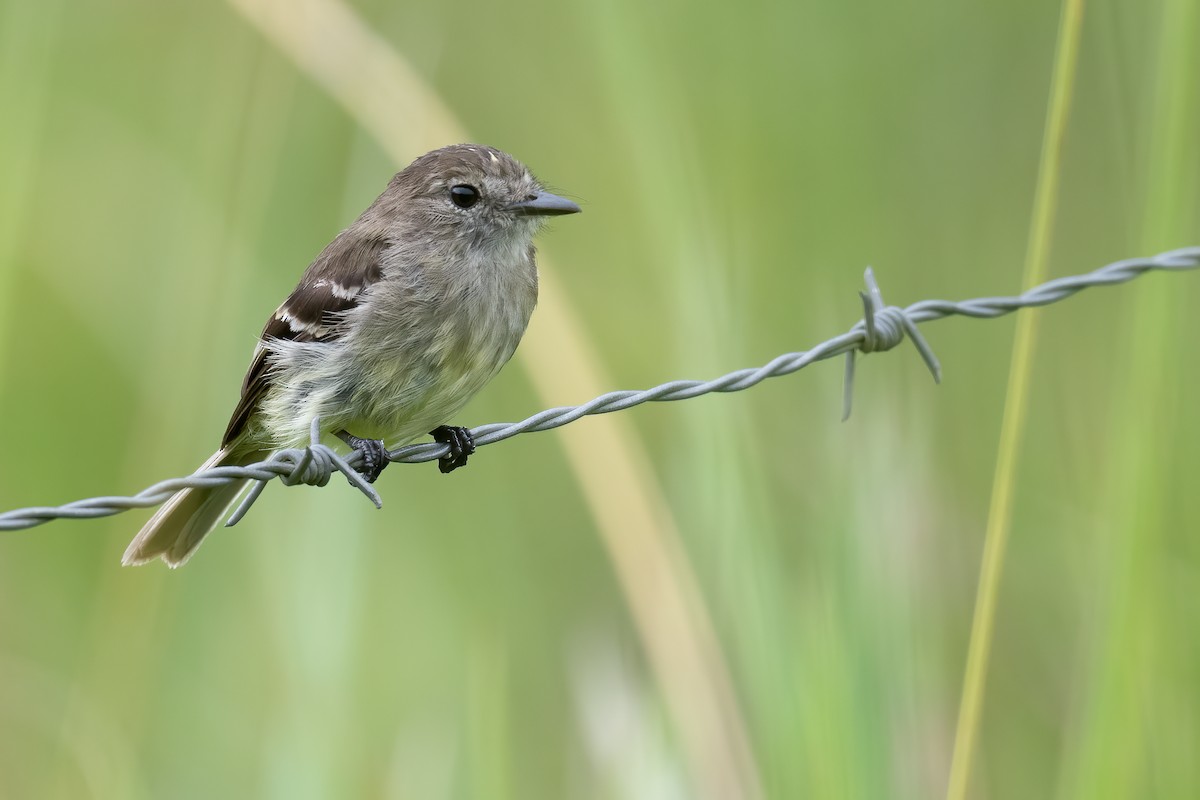 Olive-chested Flycatcher - ML545811211