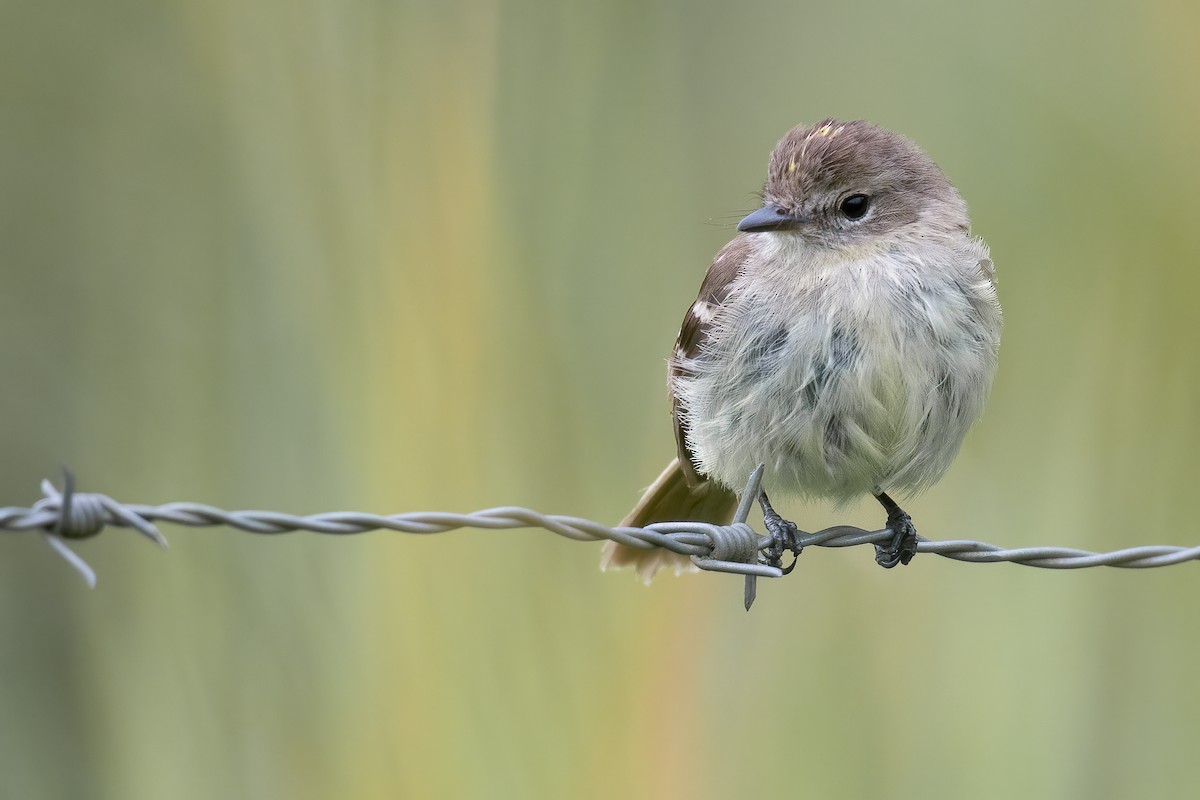 Olive-chested Flycatcher - Ben  Lucking