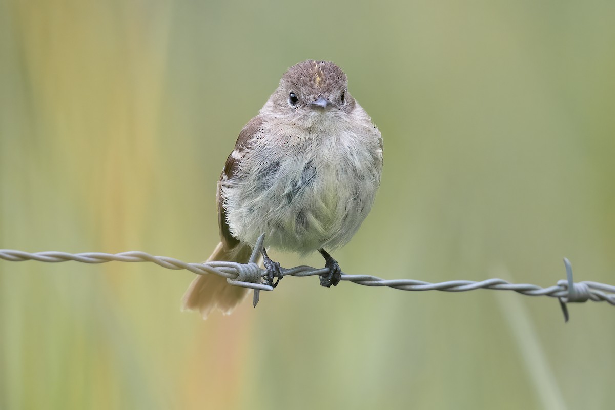 Olive-chested Flycatcher - ML545811231