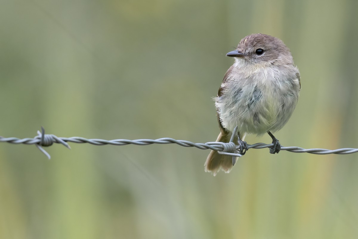 Olive-chested Flycatcher - ML545811241