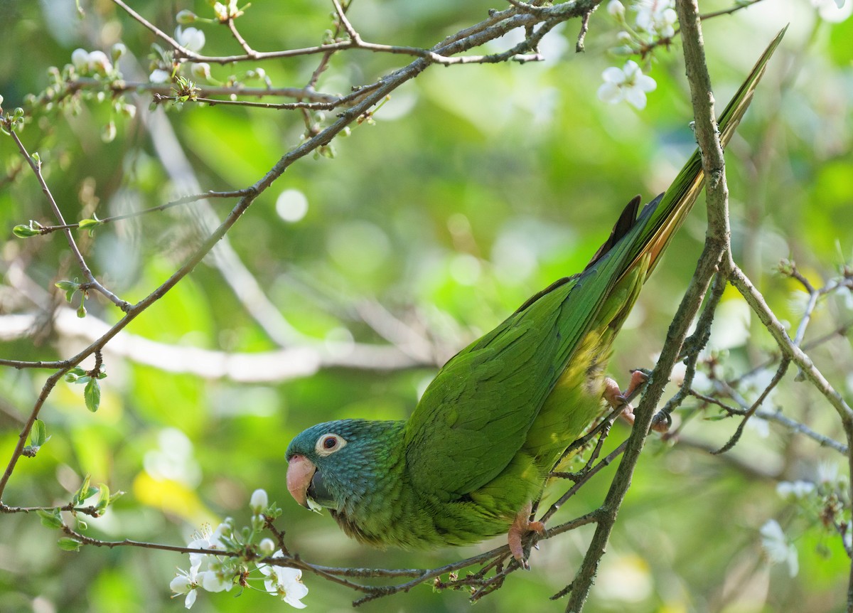 Blue-crowned Parakeet - ML545812721