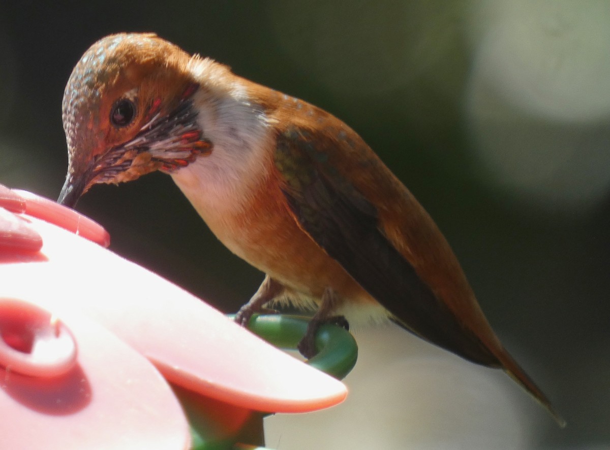 Rufous Hummingbird - ML545814241
