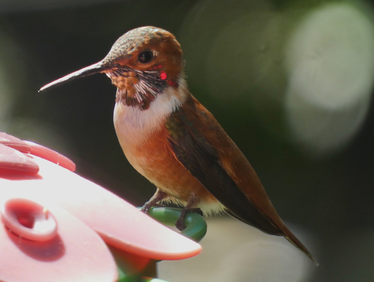 Rufous Hummingbird - ML545814251