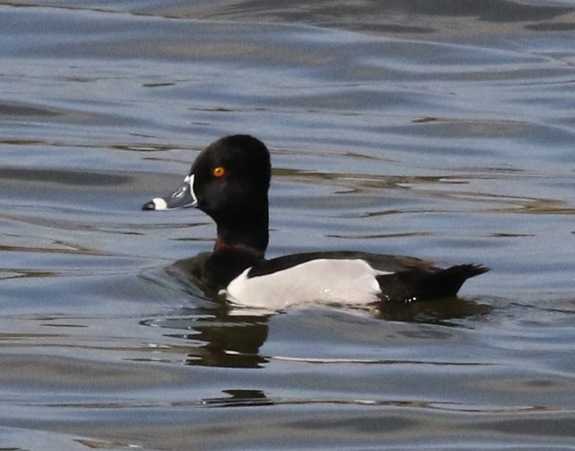 Ring-necked Duck - Bruce  Purdy