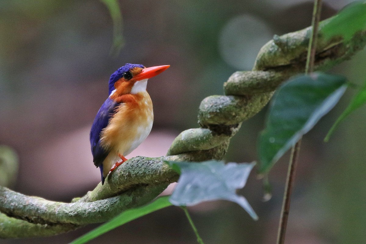 Malachite Kingfisher (Principe) - Joshua Bergmark | Ornis Birding Expeditions