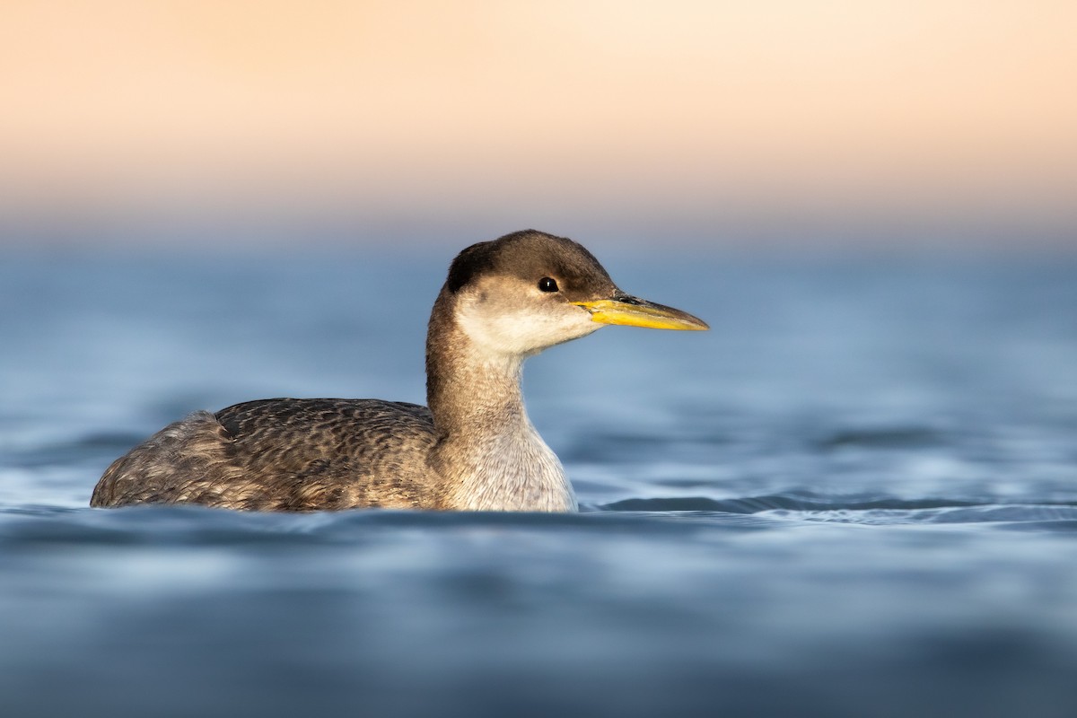 Red-necked Grebe - ML545820361