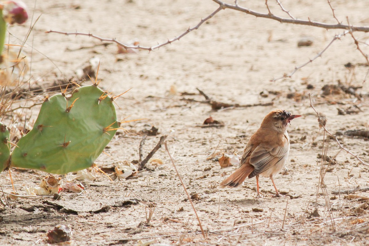 Rufous-tailed Scrub-Robin (African) - ML545825311