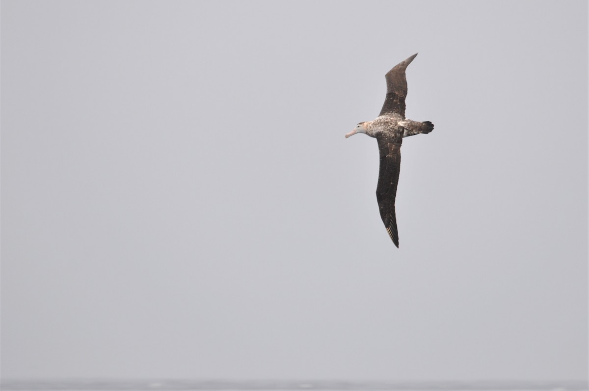 Albatros hurleur, A. de Tristan da Cunha ou A. des Antipodes - ML545830161