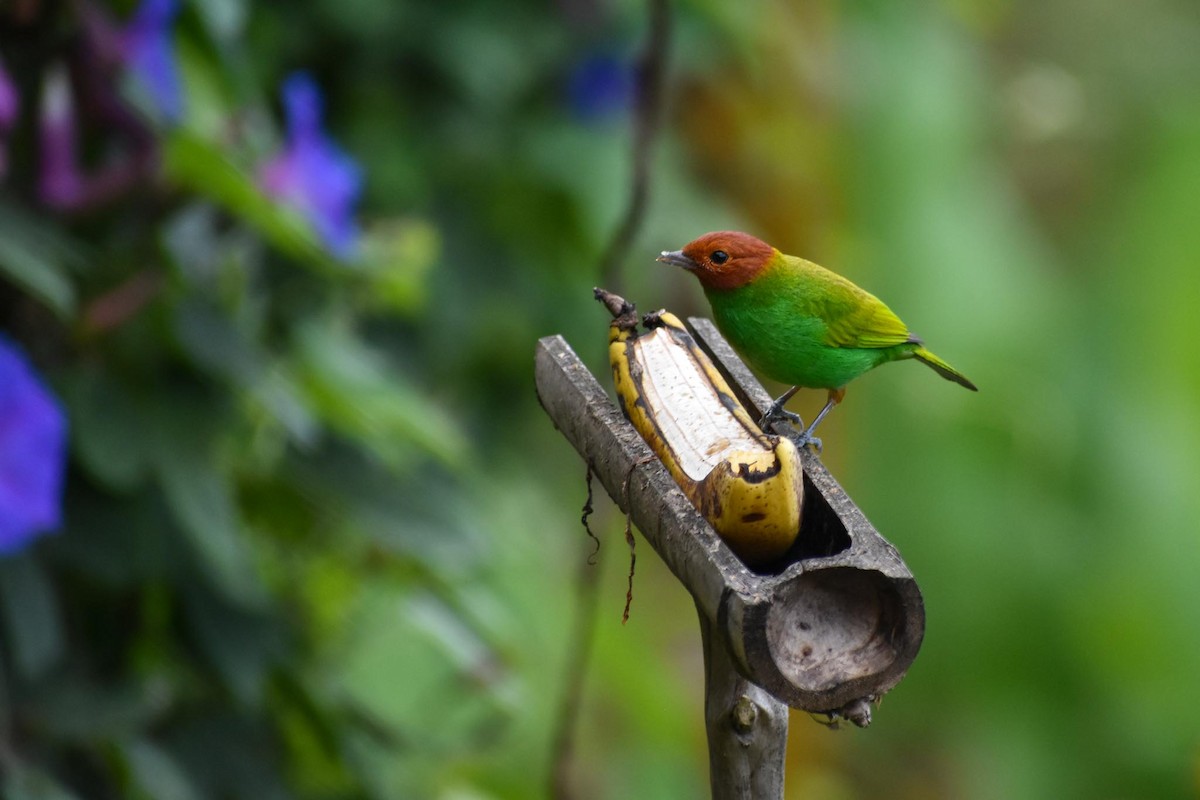Bay-headed Tanager - ML545830791