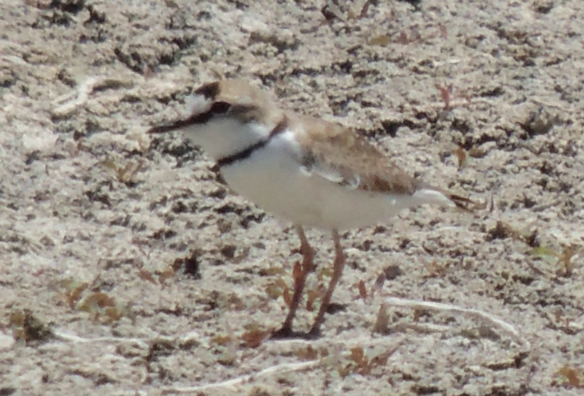 Collared Plover - ML54583451
