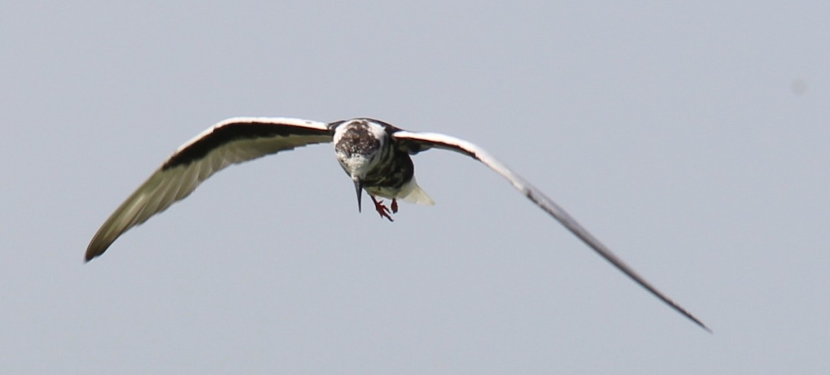 White-winged Tern - ML54583521
