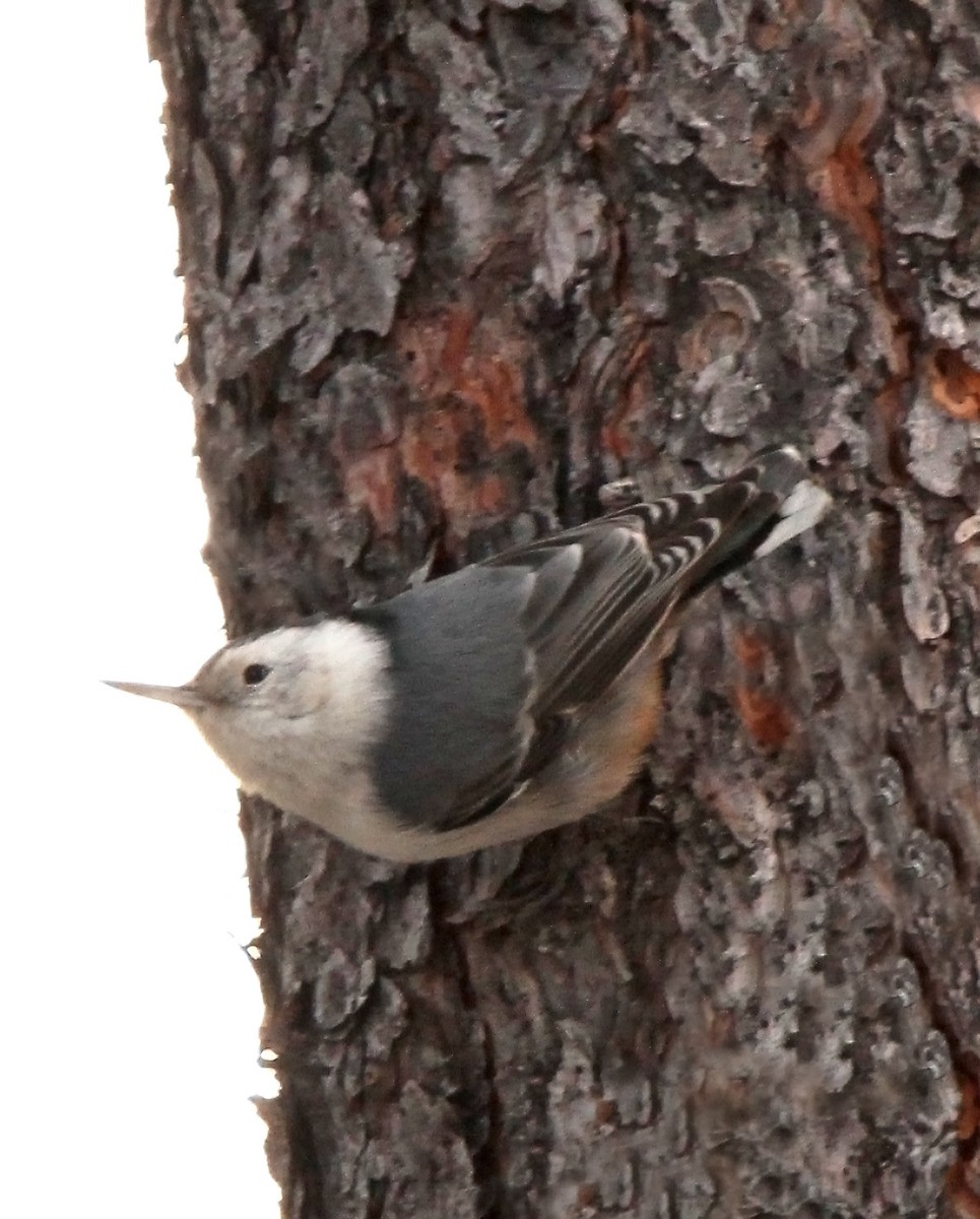 White-breasted Nuthatch - ML545838271