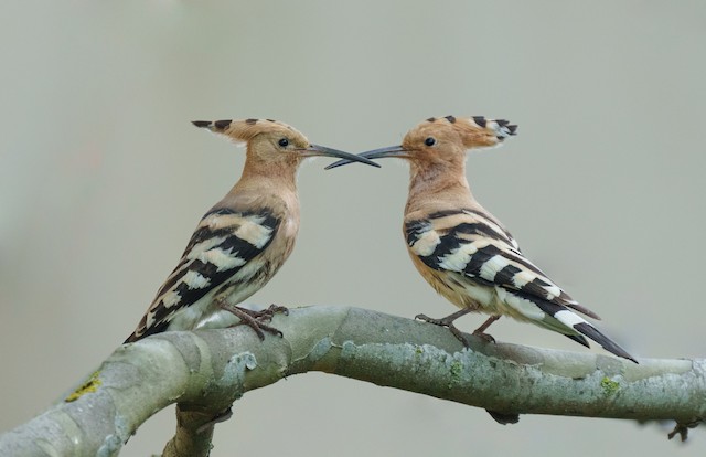 Adult&nbsp;(nominate&nbsp;<em>epops</em>)&nbsp;<em class="SciName notranslate">Upupa epops epops</em>, Lateral View. - Eurasian Hoopoe - 