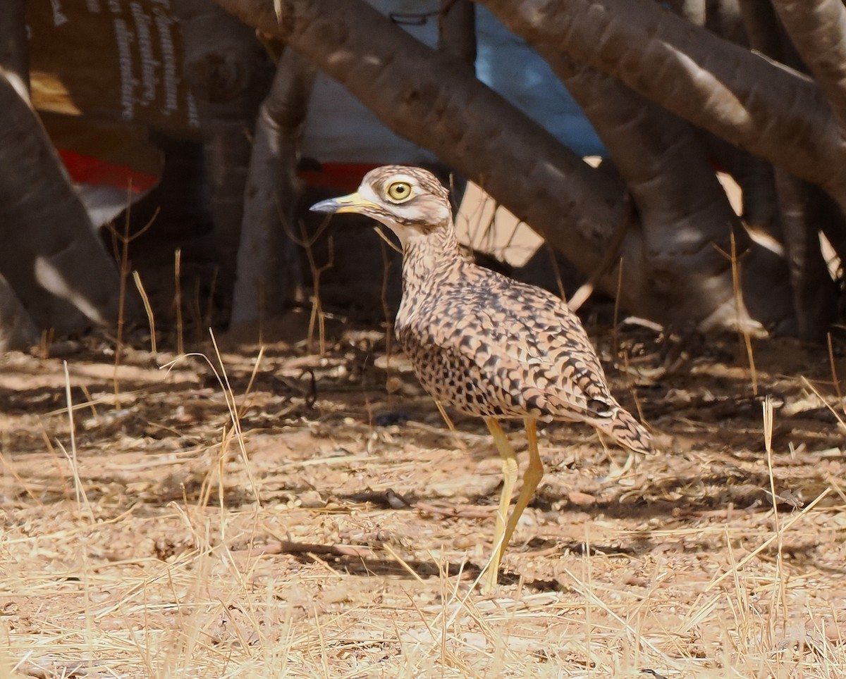 Spotted Thick-knee - ML545842891