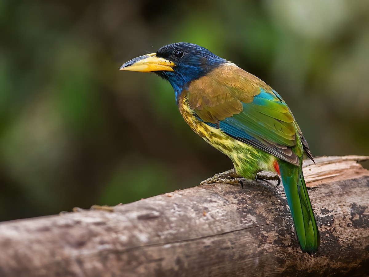 Great Barbet - eBird