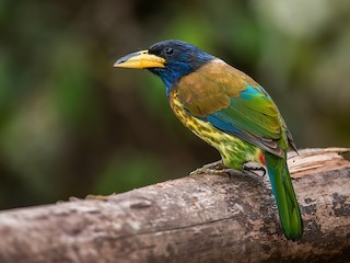 Great Barbet - Psilopogon virens - Birds of the World