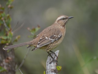  - Chilean Mockingbird