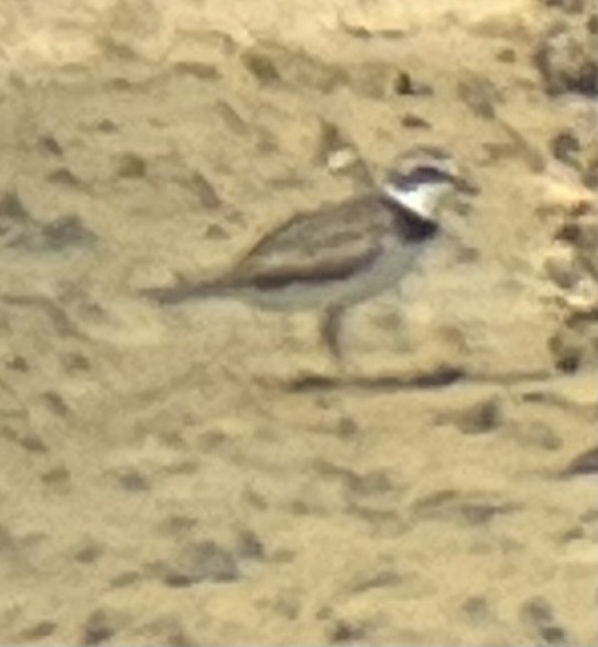 Semipalmated Plover - ML545846881