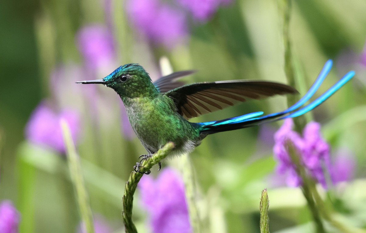 Long-tailed Sylph - ML545848651