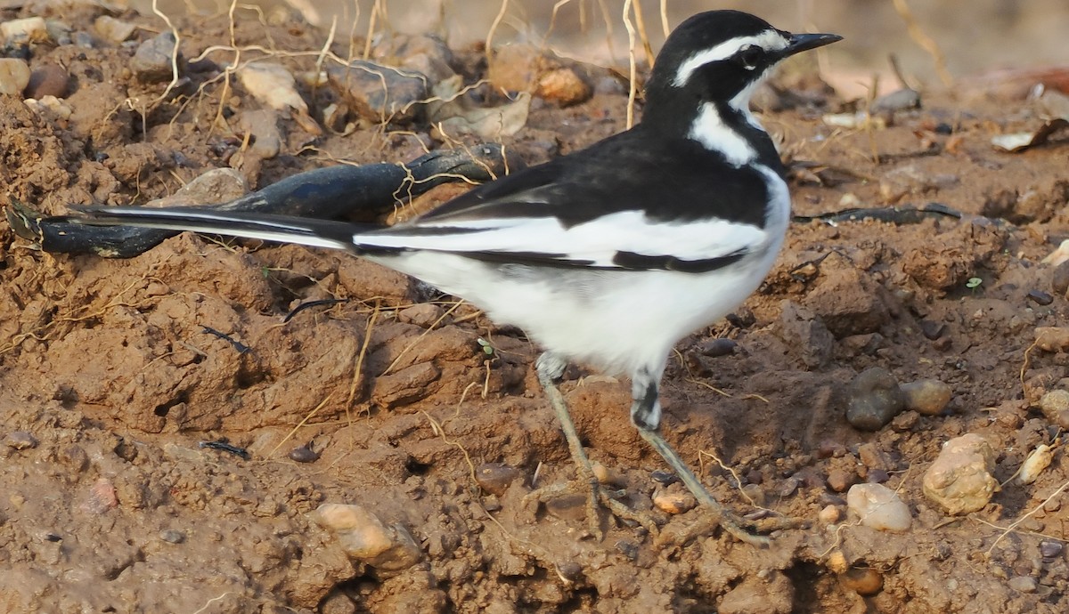 konipas africký - ML545848681