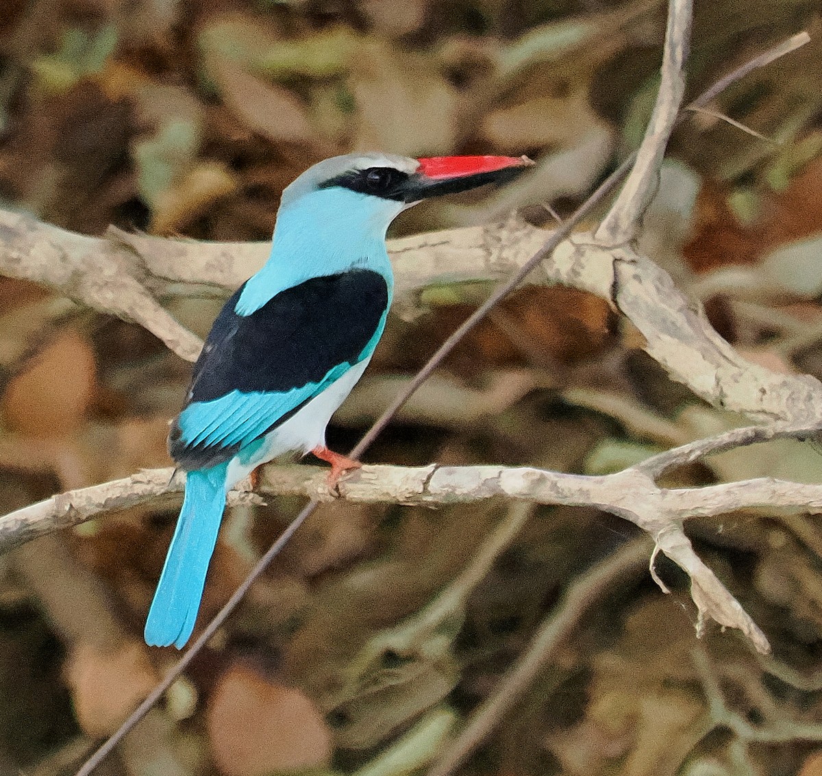 Blue-breasted Kingfisher - Ray O'Reilly