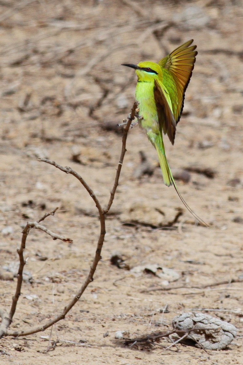 African Green Bee-eater - ML545849491