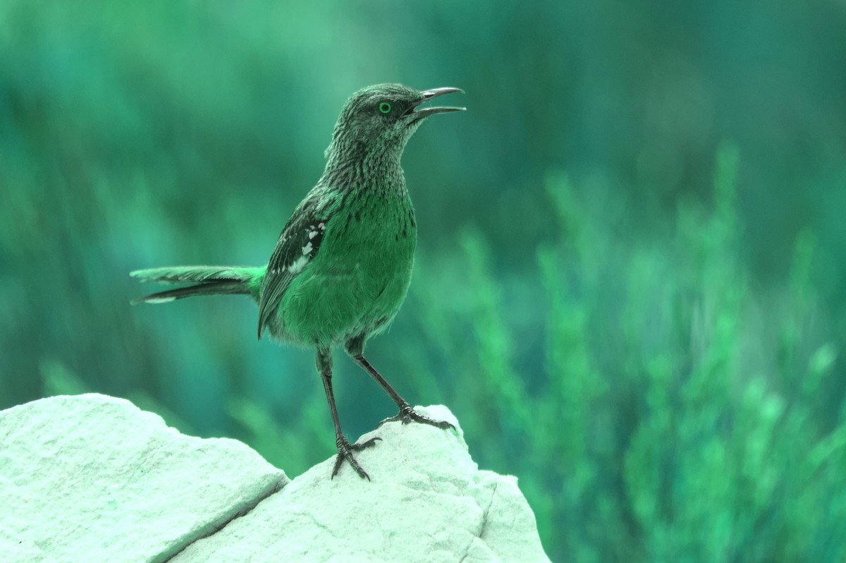 Cape Rockjumper - ML545850961