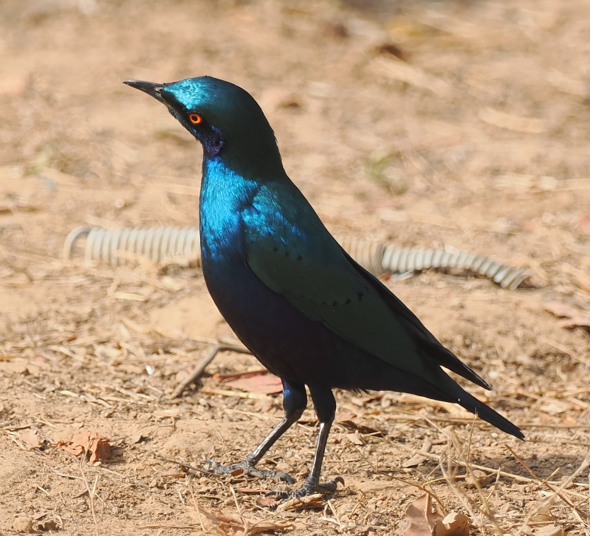 Bronze-tailed Starling - ML545851751