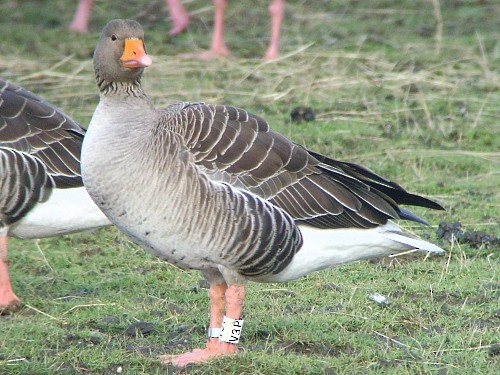 Graylag Goose (European) - ML545852331