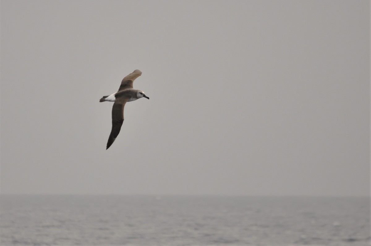 albatros šedohlavý - ML545852751