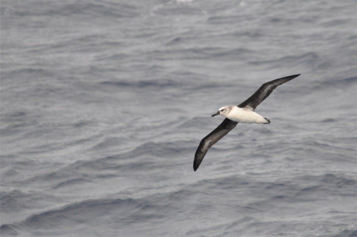 albatros šedohlavý - ML545852841
