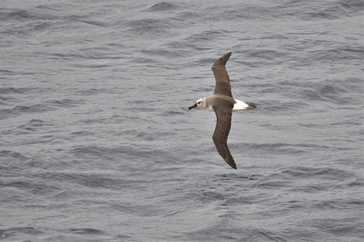 Gray-headed Albatross - Heidi Krajewsky