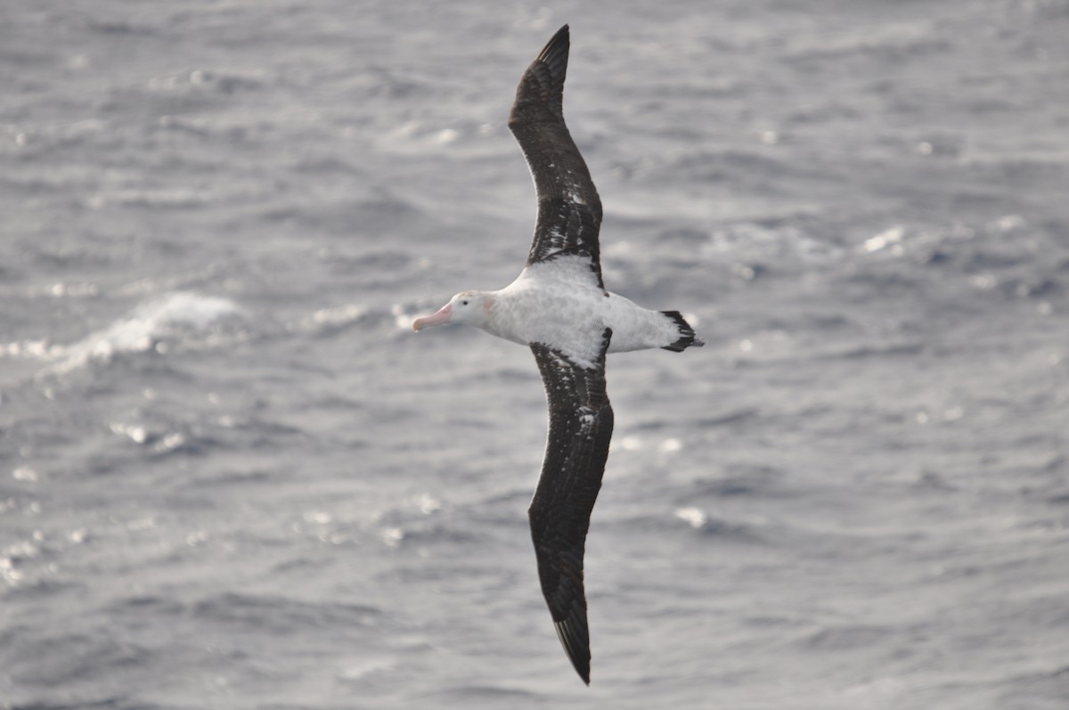 Albatros hurleur, A. de Tristan da Cunha ou A. des Antipodes - ML545853381