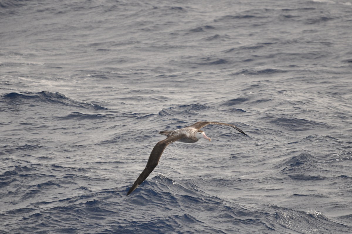 Albatros hurleur, A. de Tristan da Cunha ou A. des Antipodes - ML545853391