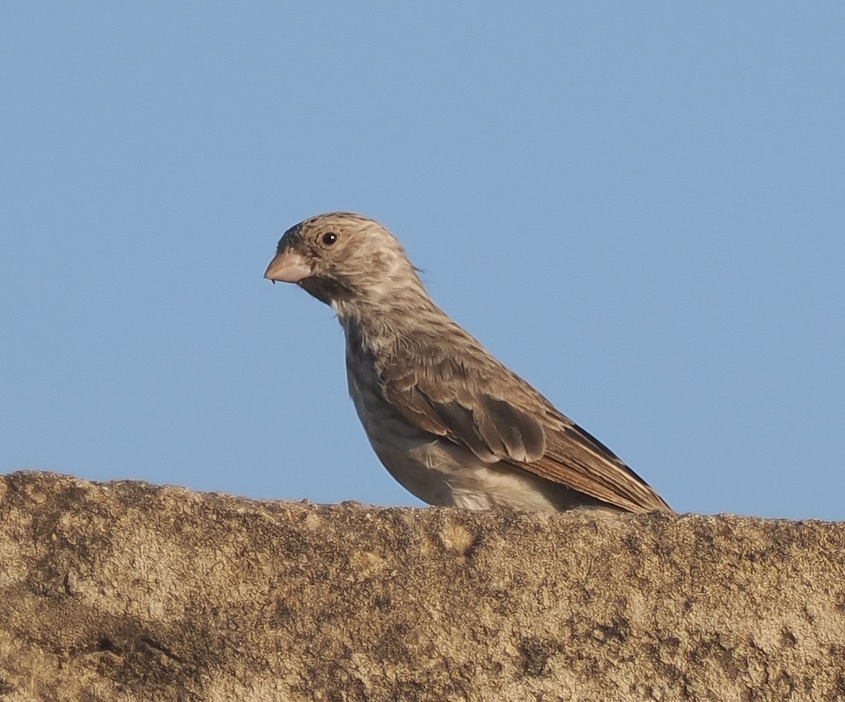 White-rumped Seedeater - ML545853401