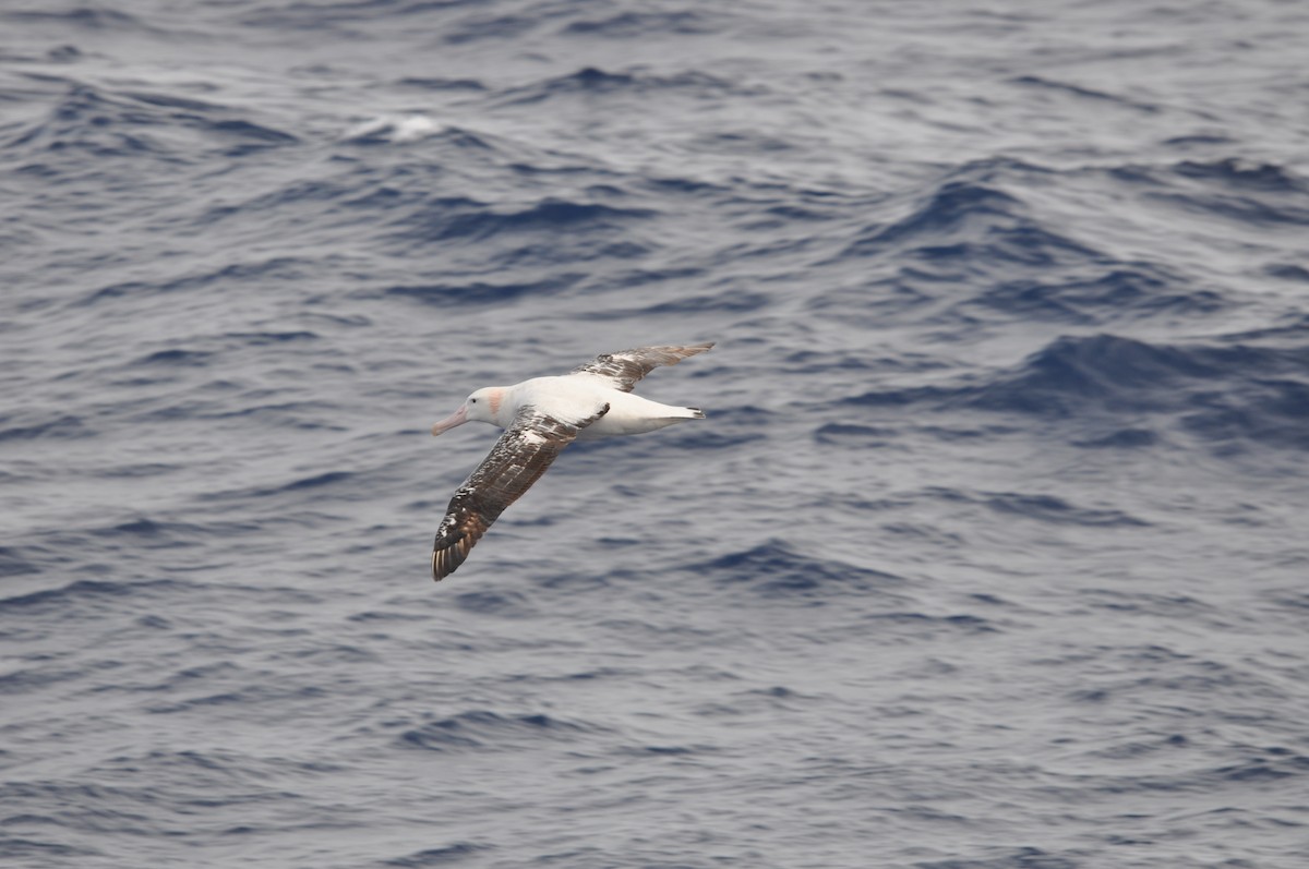 Albatros hurleur, A. de Tristan da Cunha ou A. des Antipodes - ML545853411
