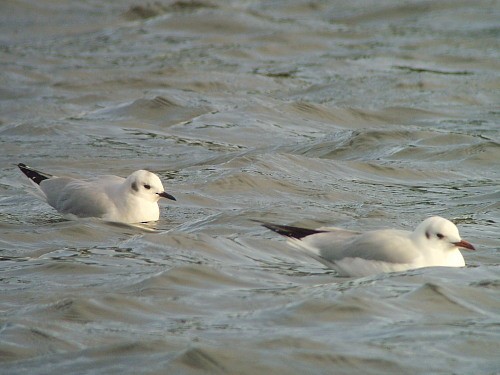 Bonaparte's Gull - ML545853481